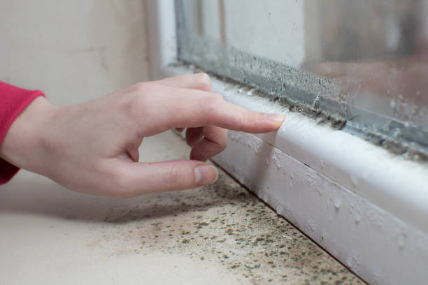 Enterprise, OR Mold Removal Company